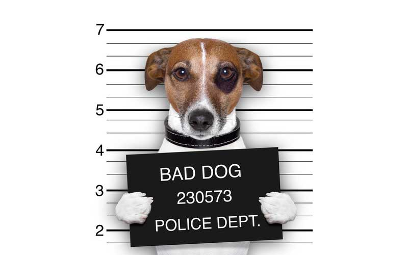South Carolina Dog Bite Law TKT Law Firm